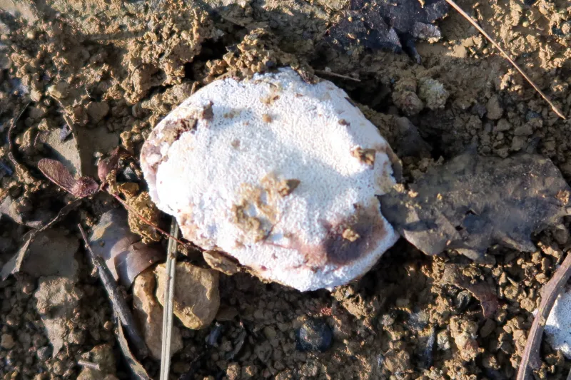 Abortiporus biennis Carpóforo 2